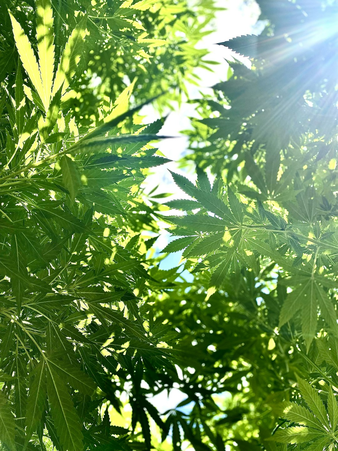 Nachhaltige Kratom-Farm in Indonesien